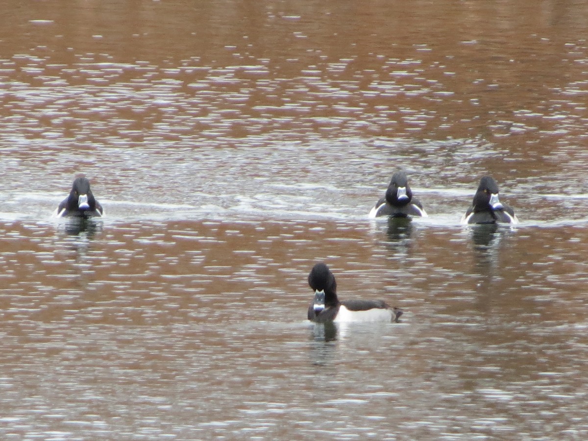 クビワキンクロ - ML629760491