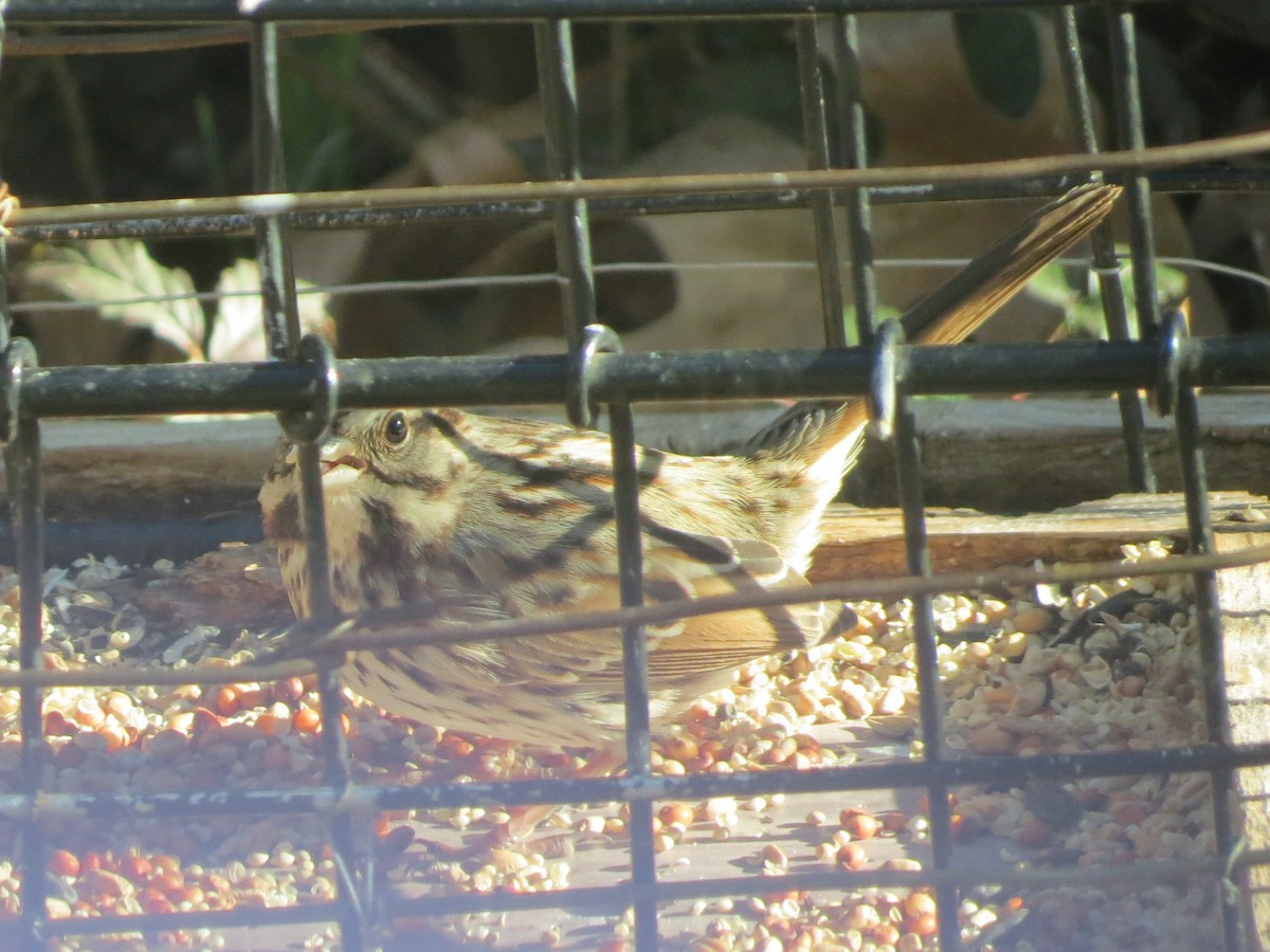 ウタスズメ - ML629760536