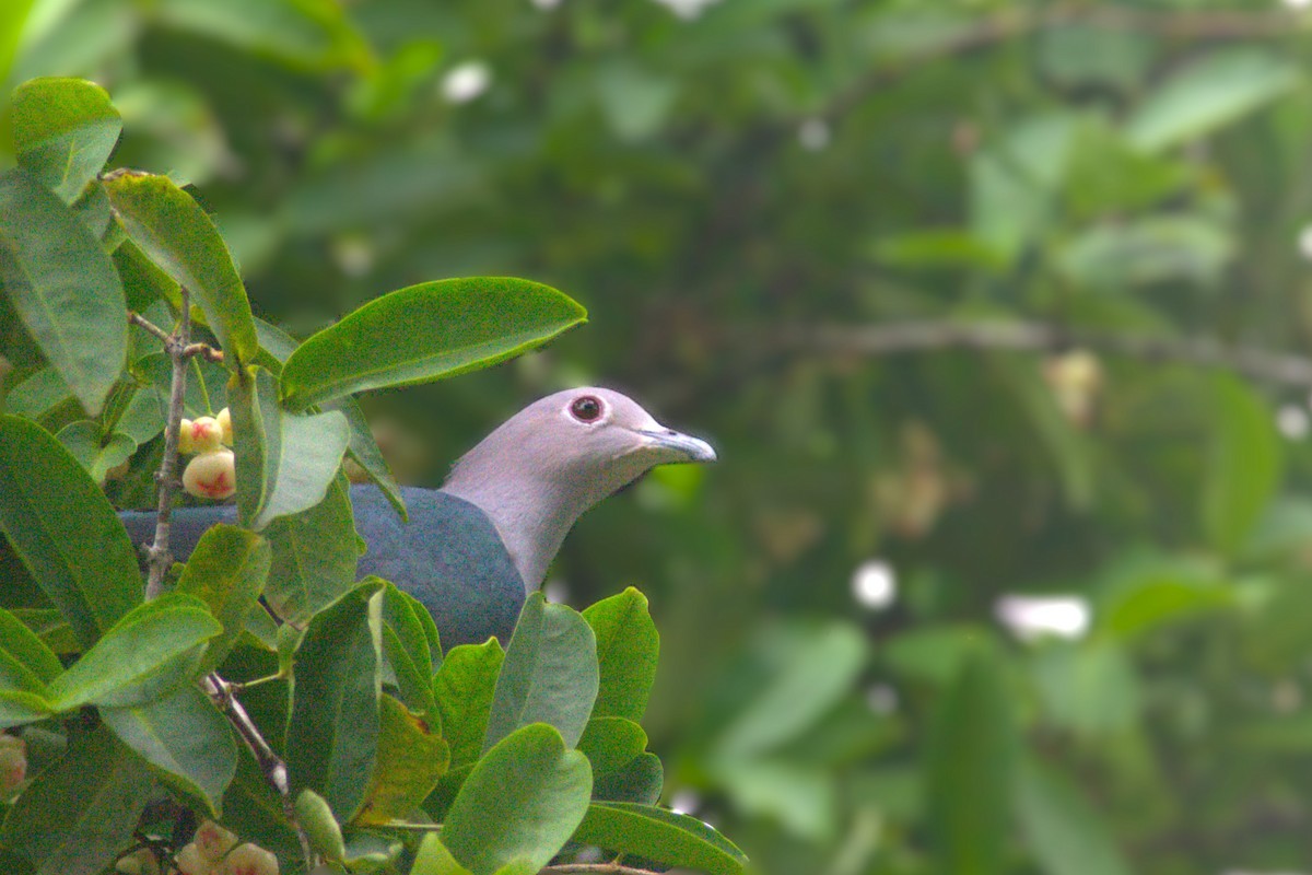 Green Imperial-Pigeon (Green) - ML629760540