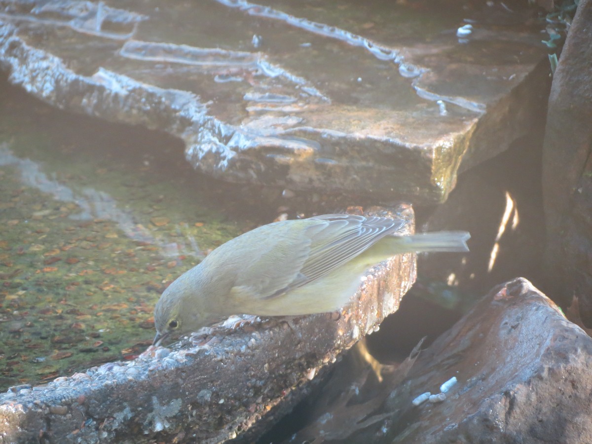 サメズアカアメリカムシクイ - ML629760550