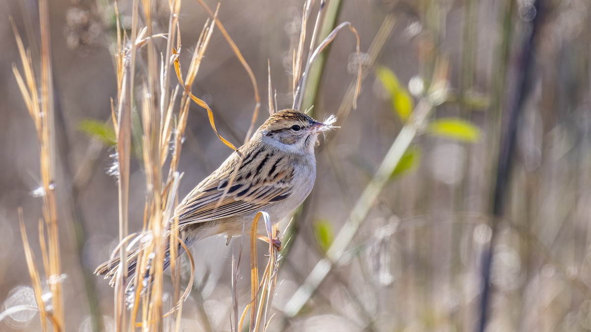 Chipping Sparrow - ML629760601