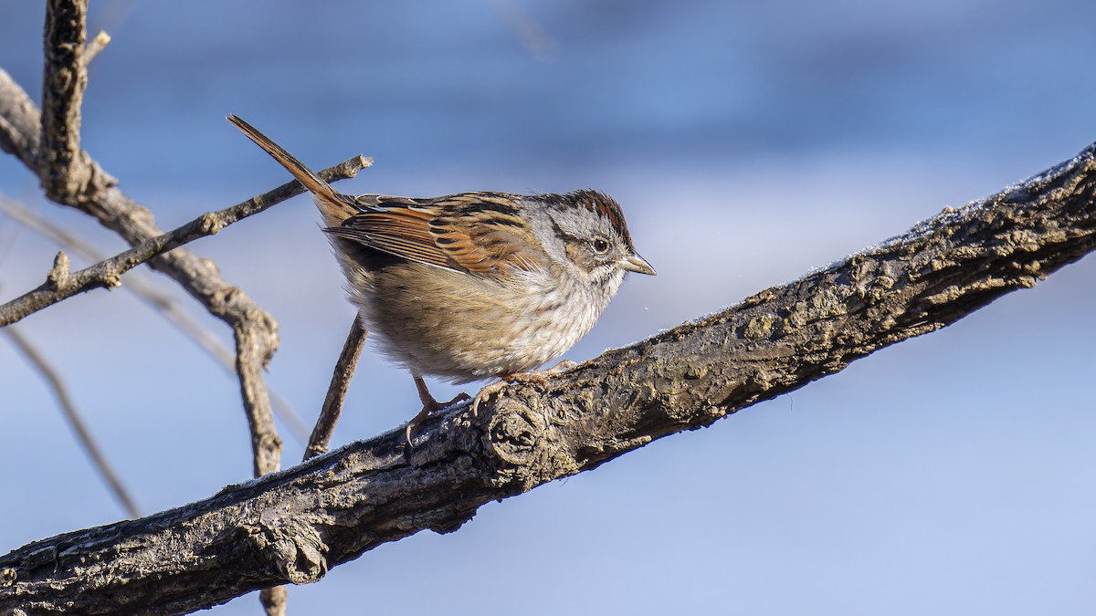 Swamp Sparrow - ML629760605