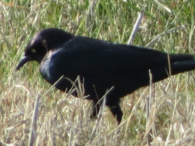 テリムクドリモドキ - ML629760607