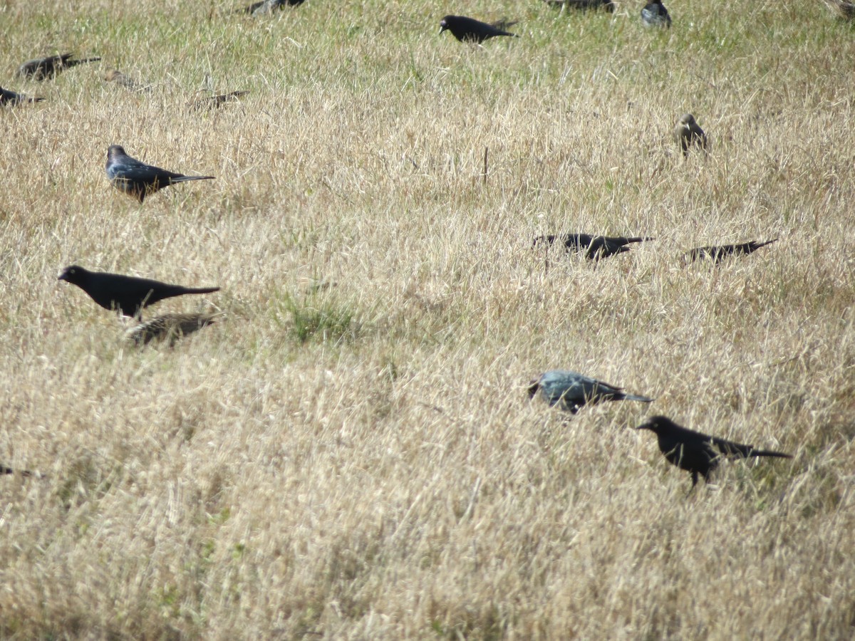 テリムクドリモドキ - ML629760608