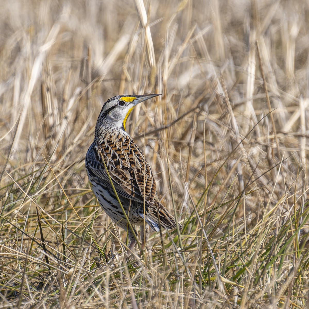 Eastern Meadowlark - ML629760611