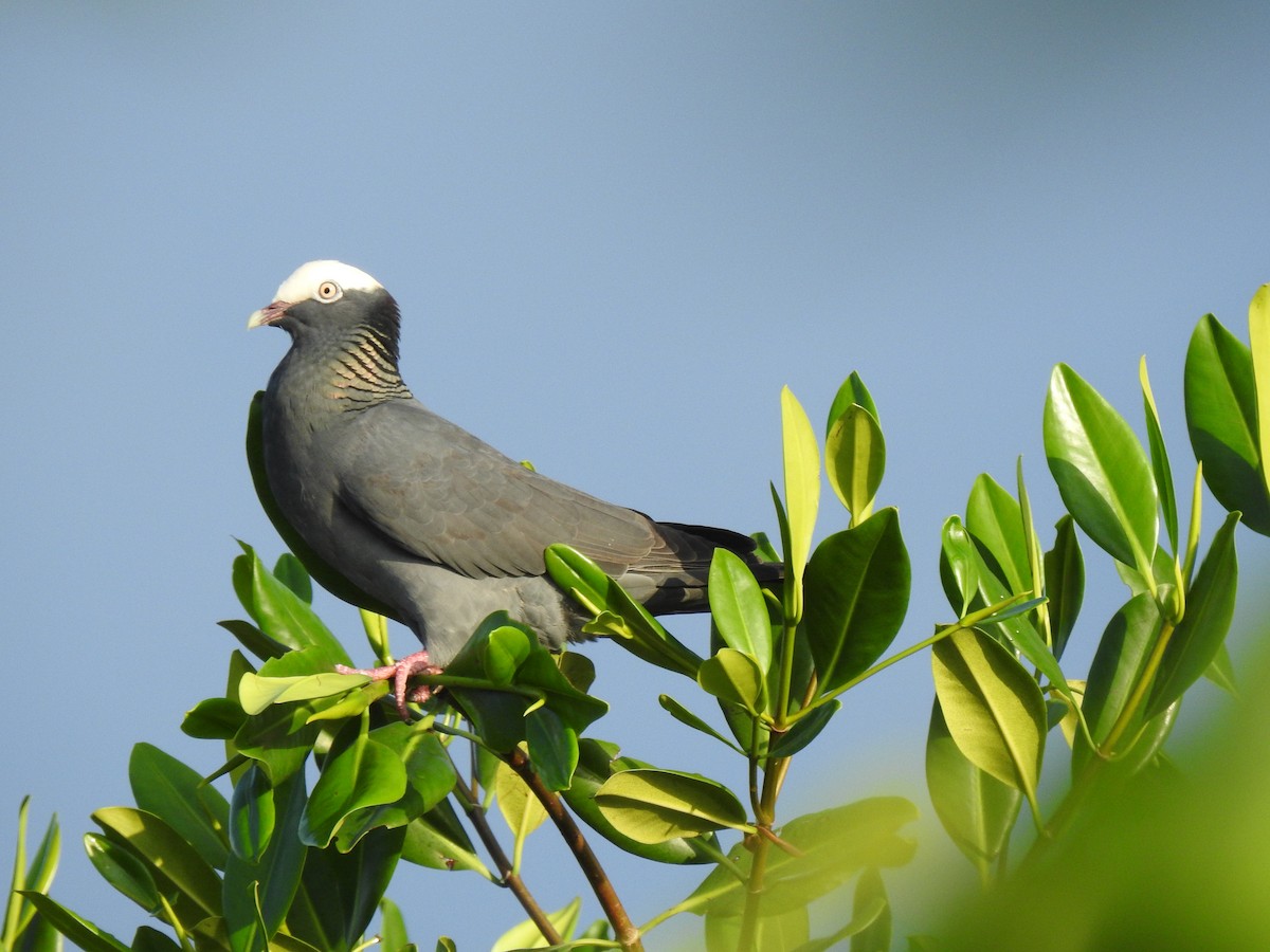 White-crowned Pigeon - ML629760664