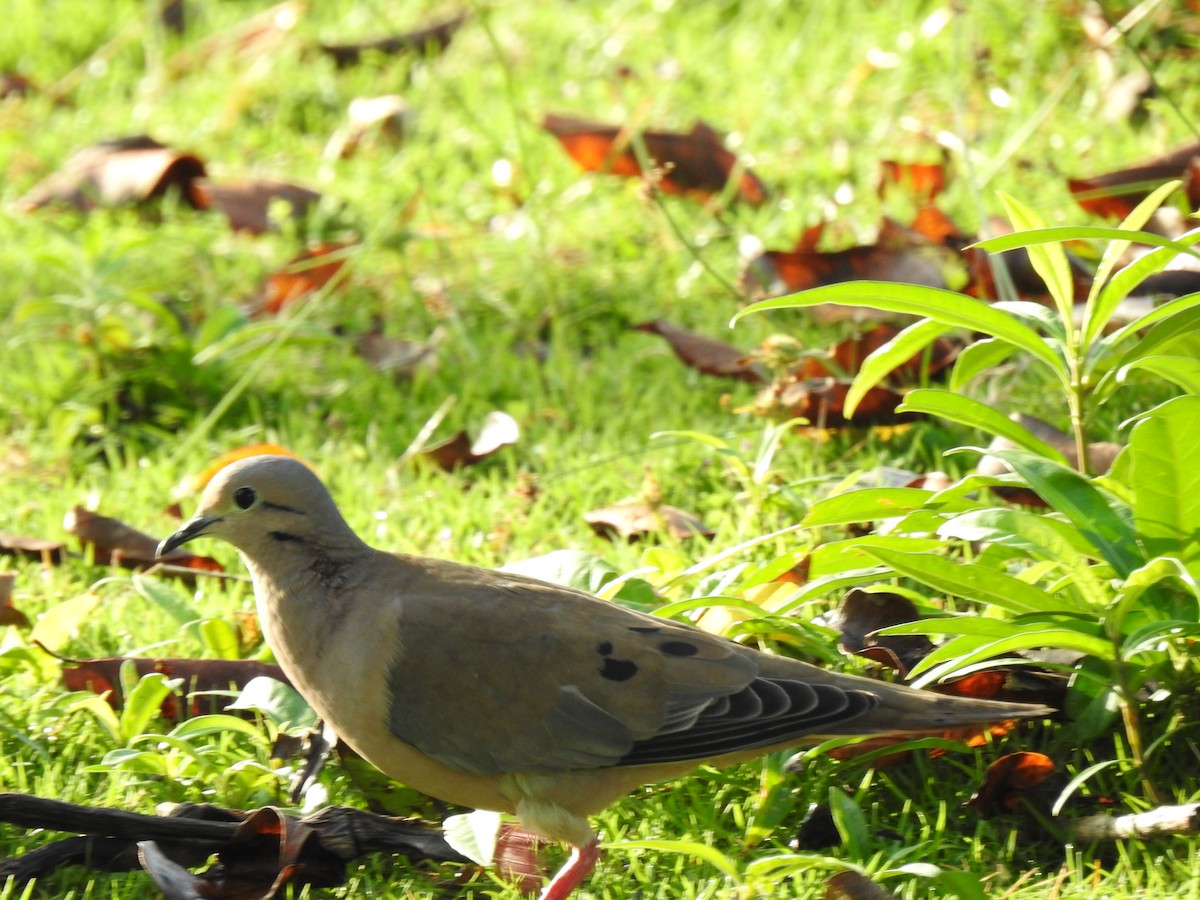 Eared Dove - ML629760684