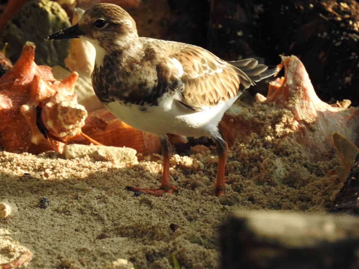 Ruddy Turnstone - ML629760706