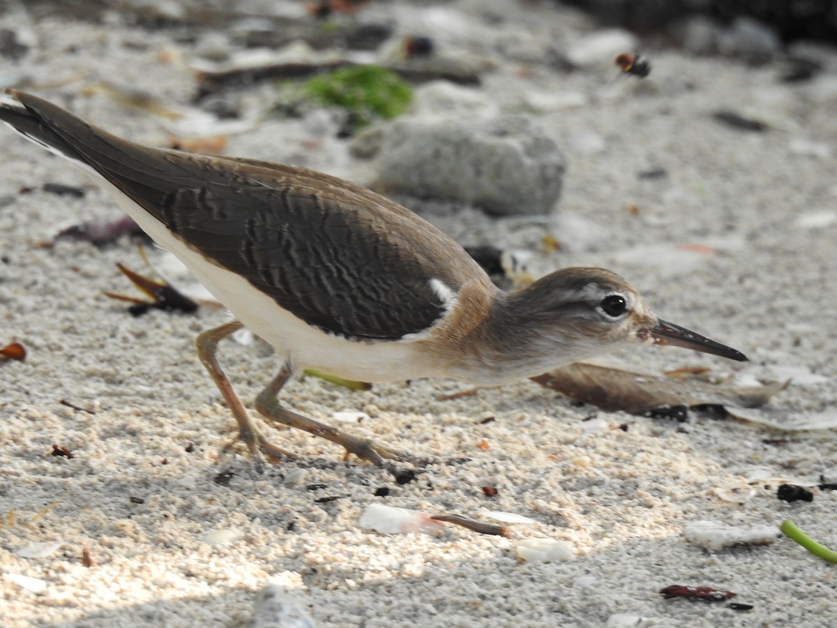 Spotted Sandpiper - ML629760714