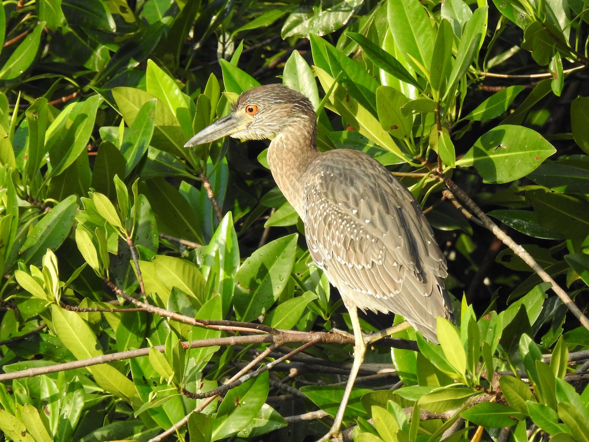 Yellow-crowned Night Heron - ML629760722