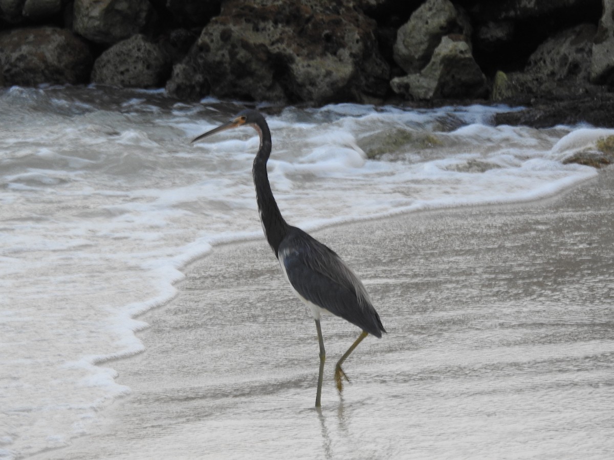 Tricolored Heron - ML629760737