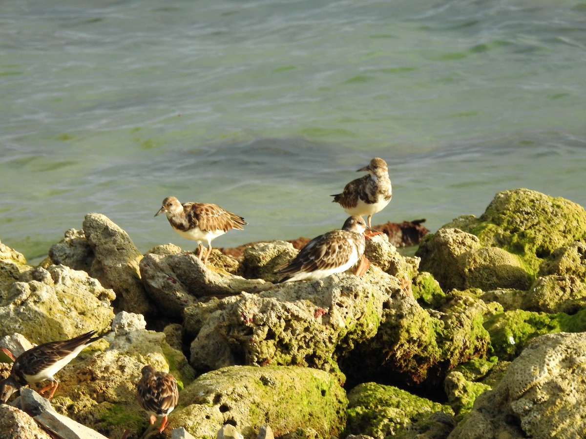 Ruddy Turnstone - ML629760745