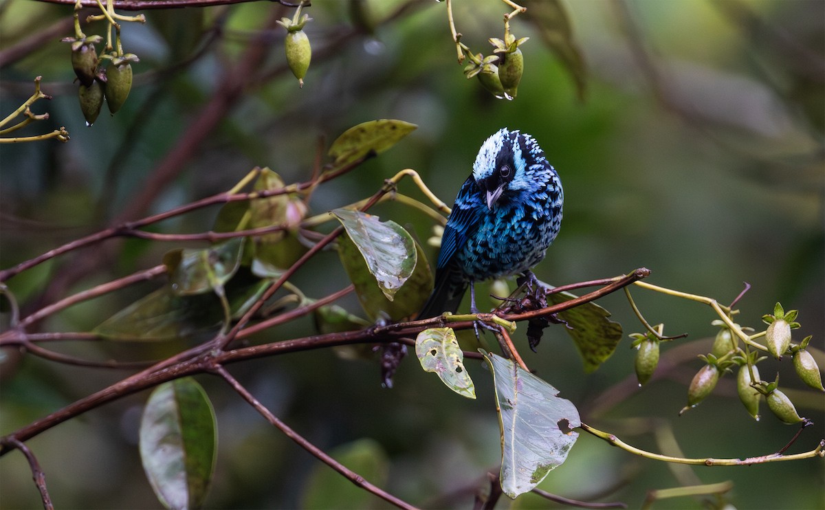 Beryl-spangled Tanager - ML629760840