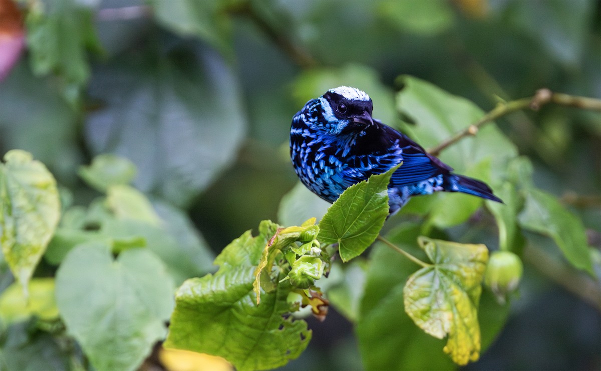 Beryl-spangled Tanager - ML629760841