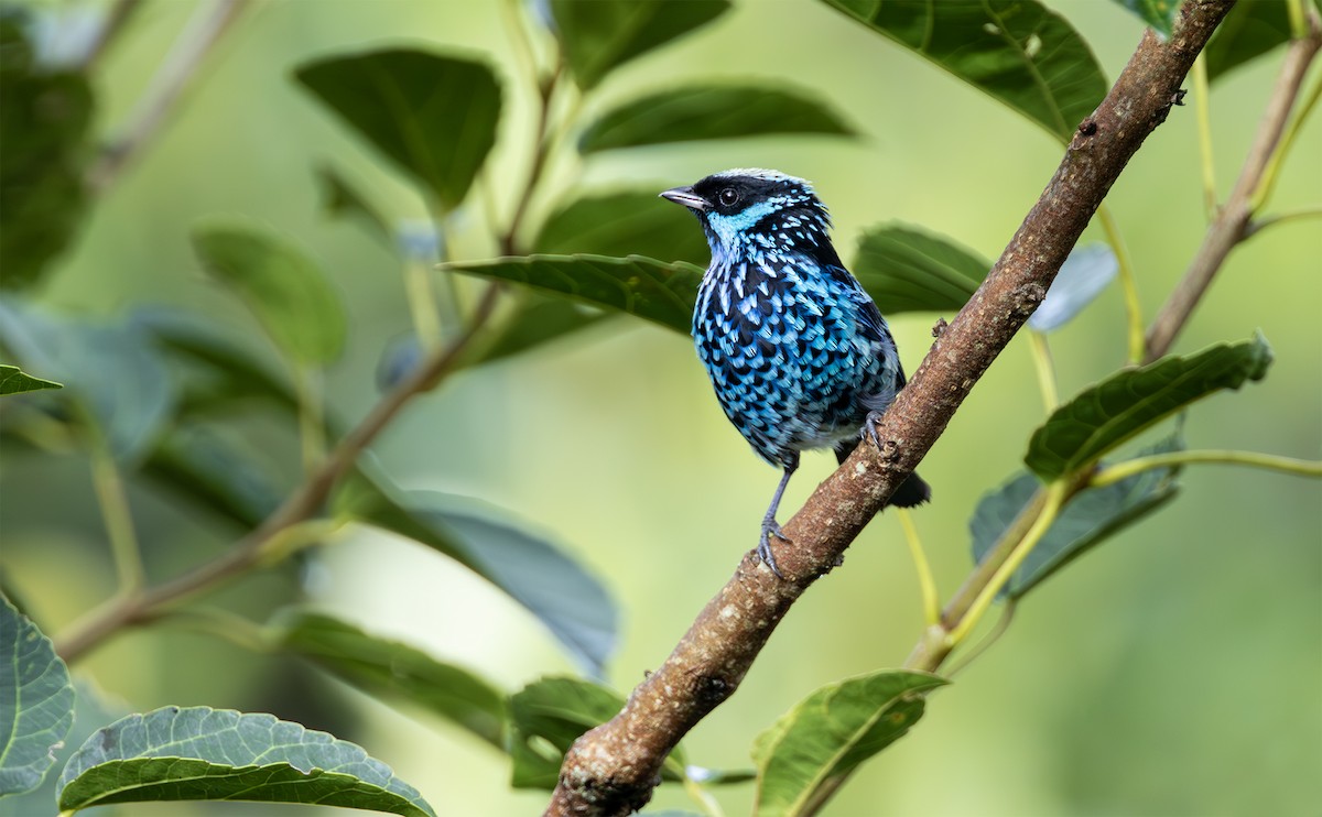 Beryl-spangled Tanager - ML629760842