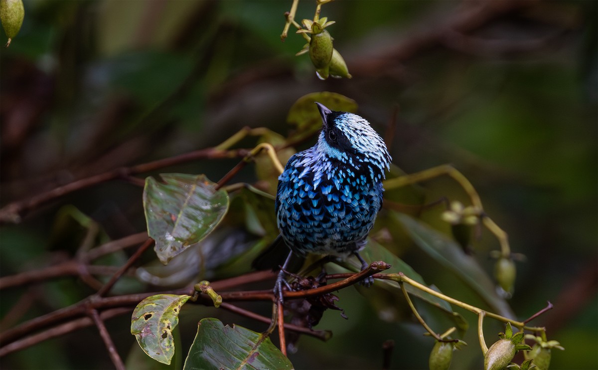 Beryl-spangled Tanager - ML629760843