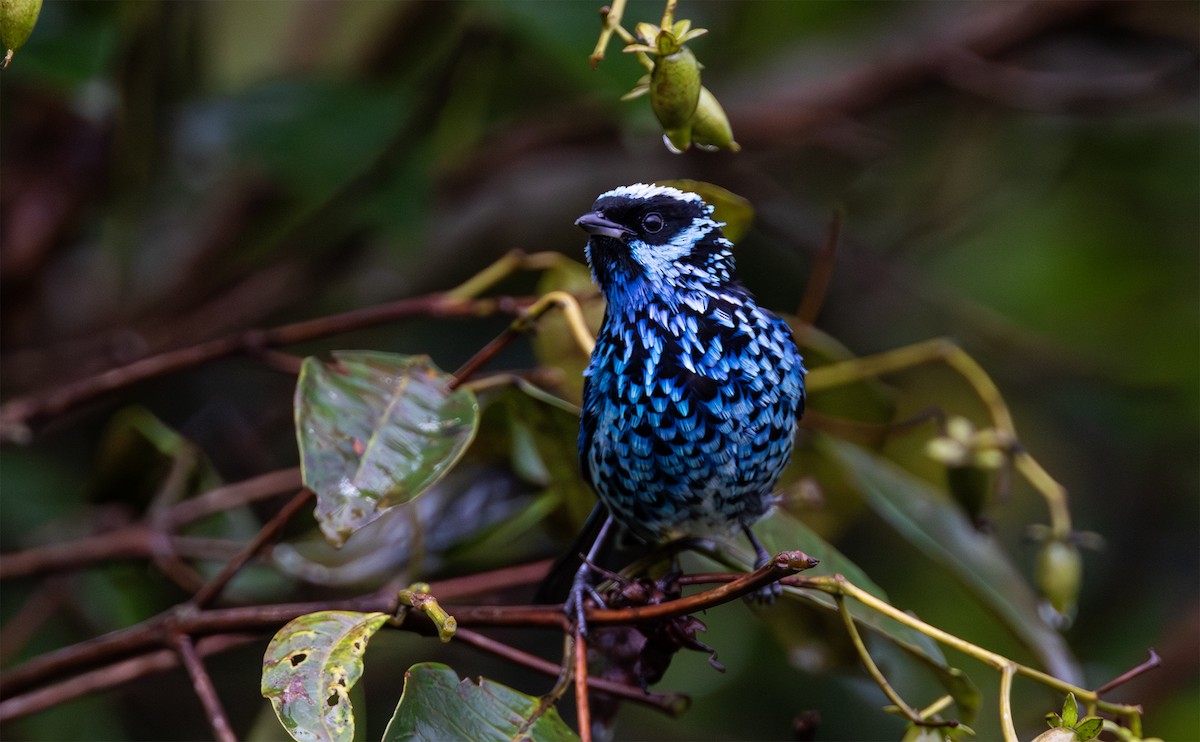 Beryl-spangled Tanager - ML629760844