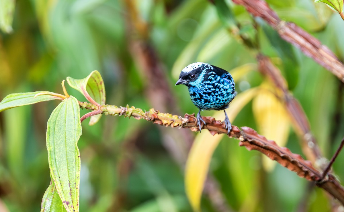 Beryl-spangled Tanager - ML629760845
