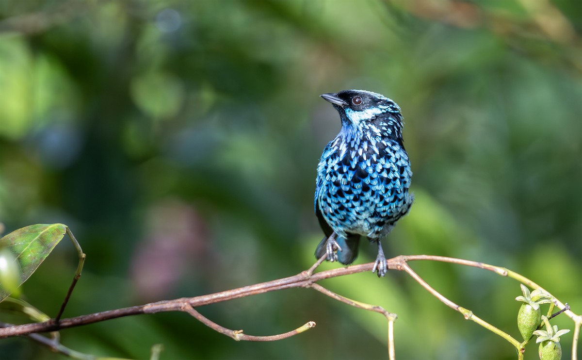 Beryl-spangled Tanager - ML629760846