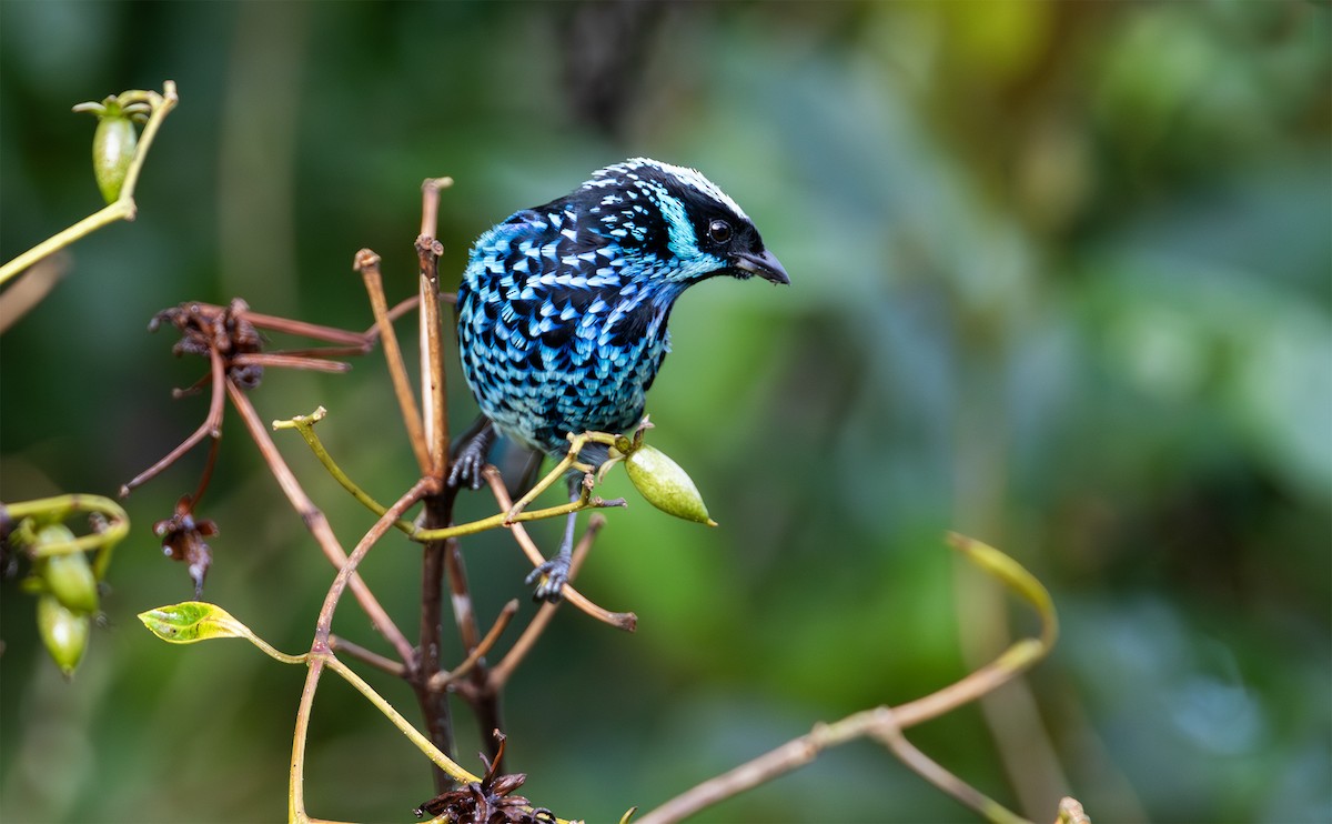 Beryl-spangled Tanager - ML629760847