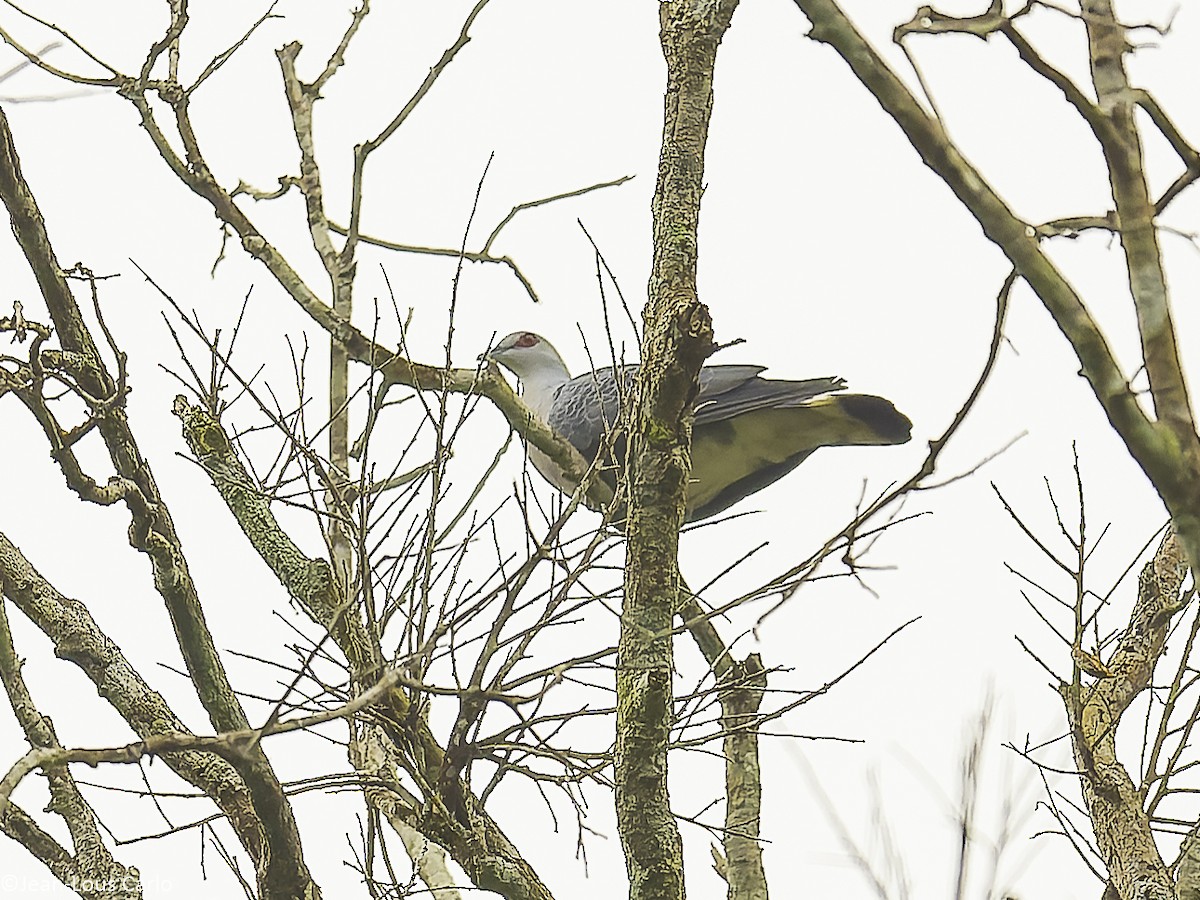 Afep Pigeon - ML629760909