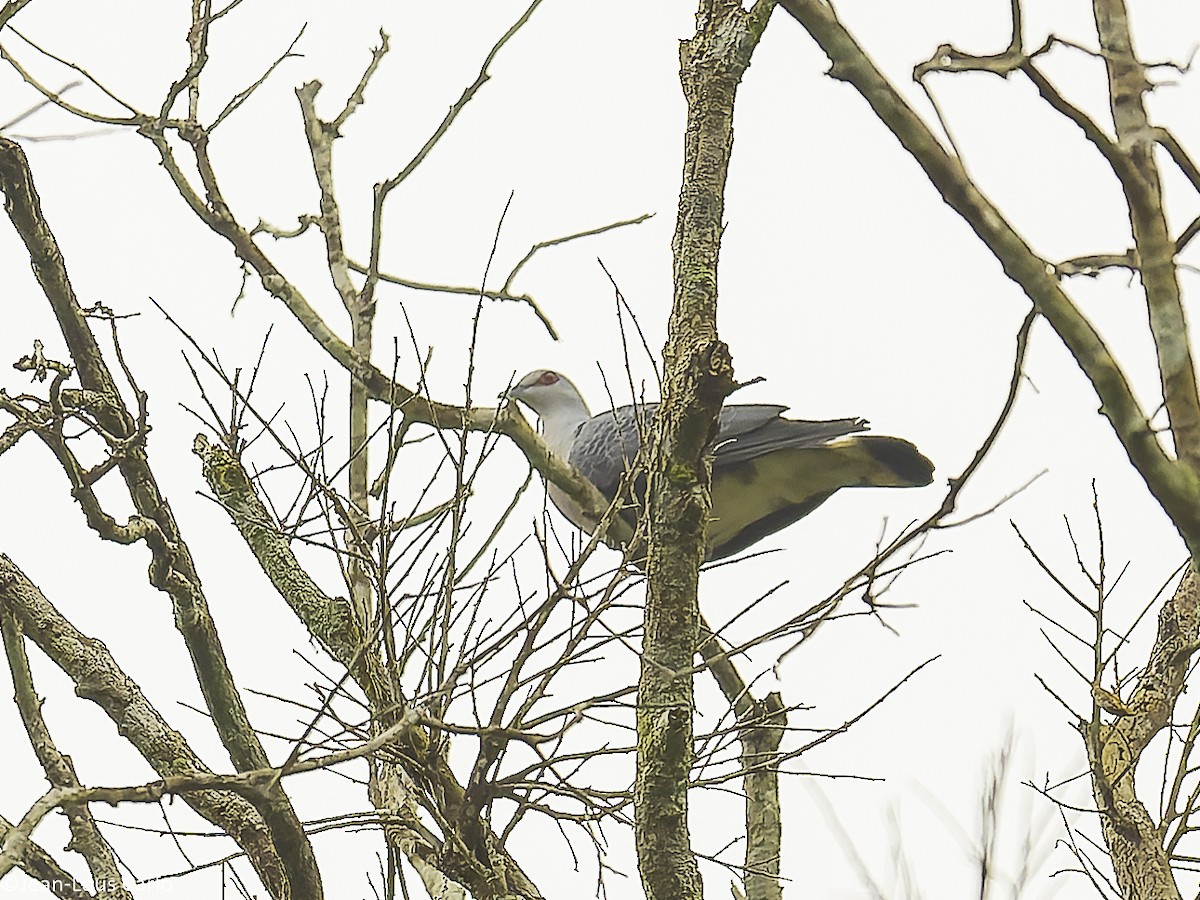 Afep Pigeon - ML629760991
