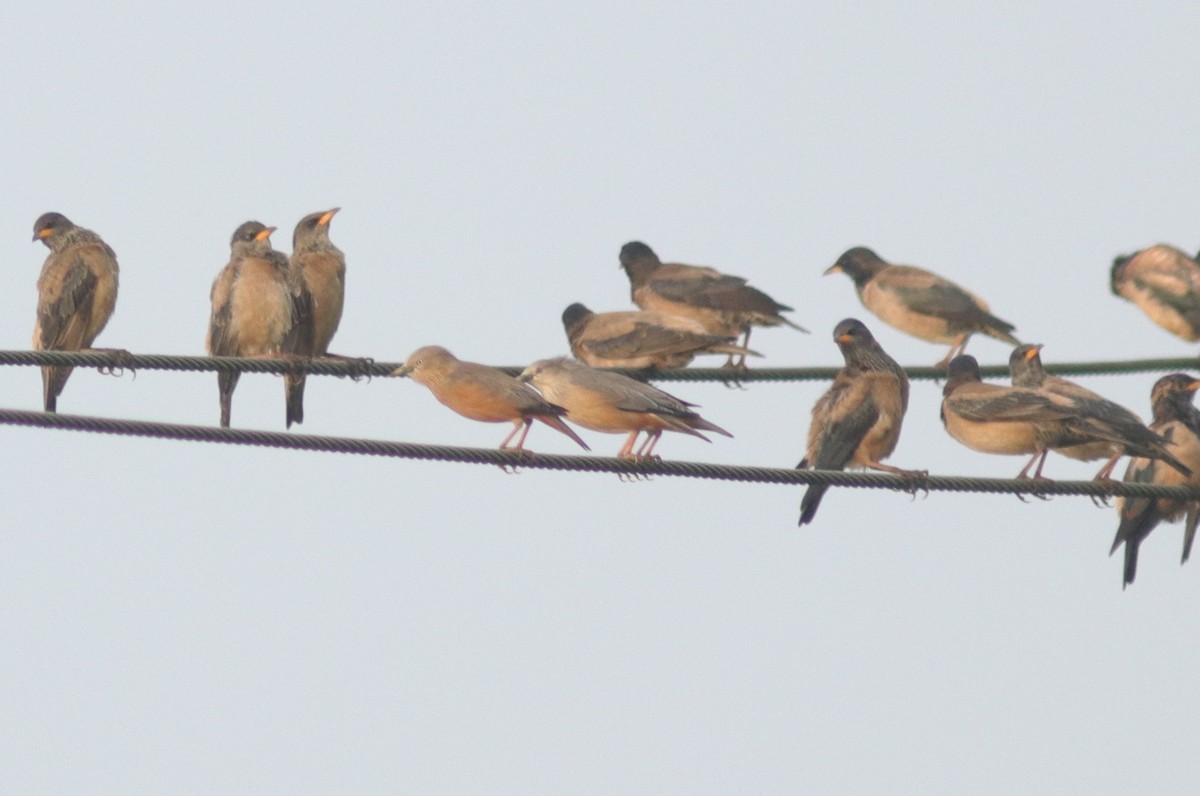 Chestnut-tailed Starling - ML629761034