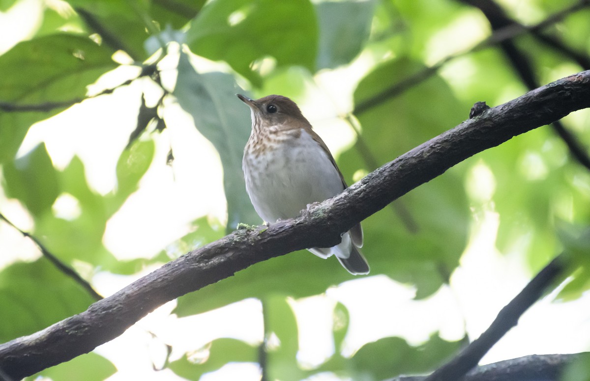 Veery - ML629761066