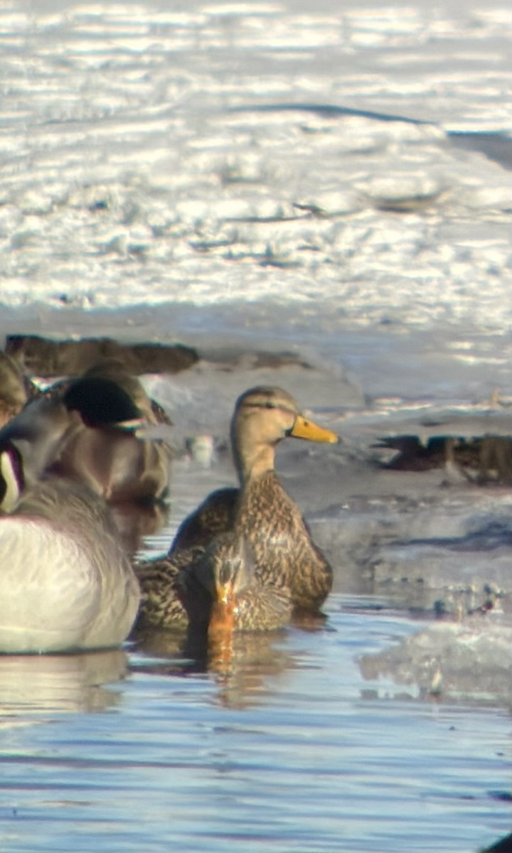 Mottled Duck - ML629761518