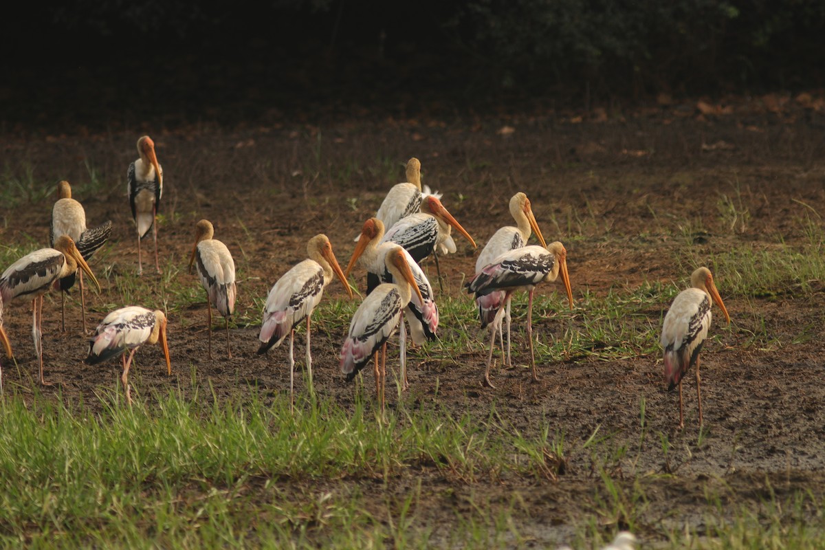 Painted Stork - ML629761624