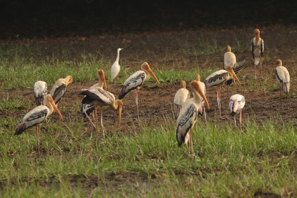 Painted Stork - ML629761625