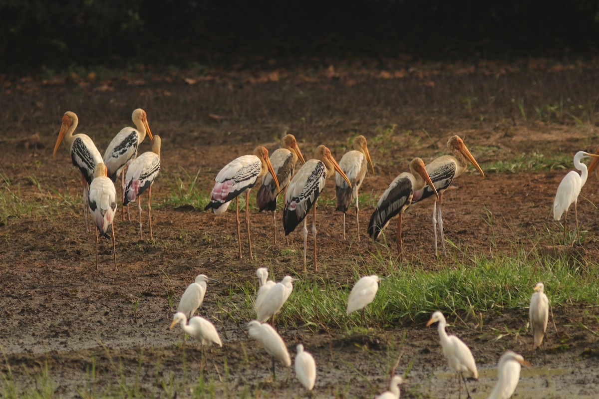 Painted Stork - ML629761626