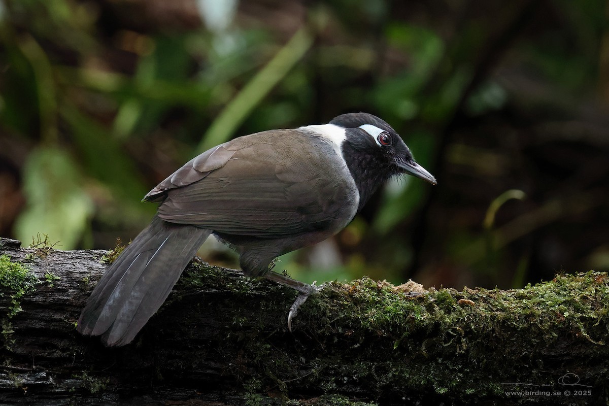 Black-hooded Laughingthrush - ML629761781