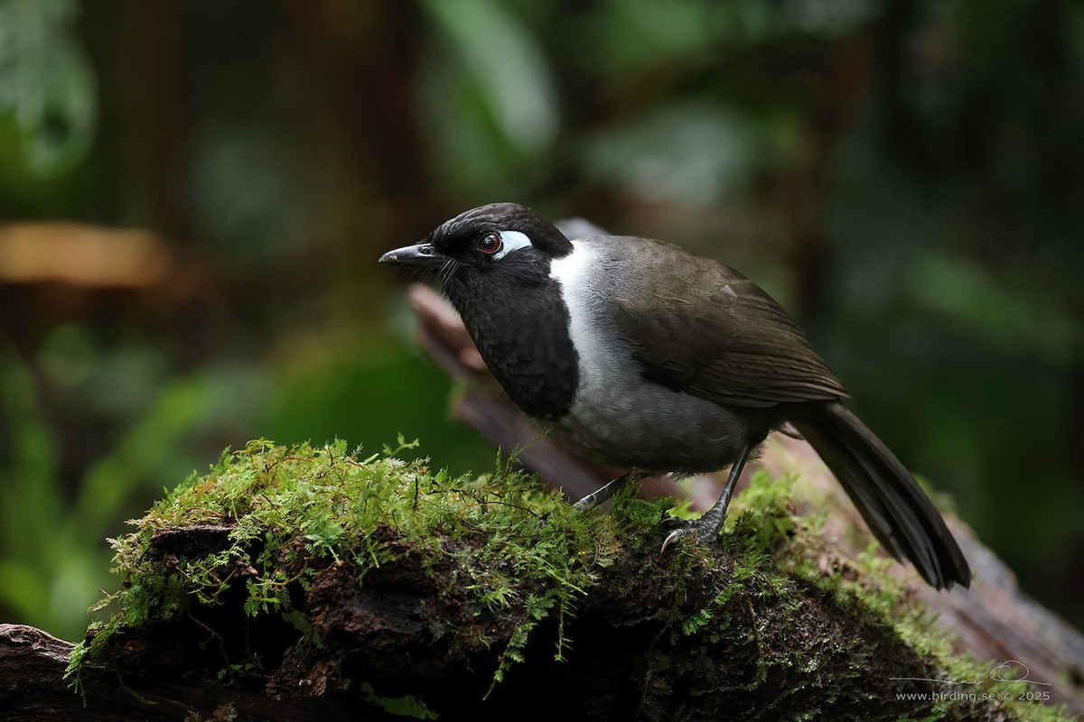 Black-hooded Laughingthrush - ML629761782