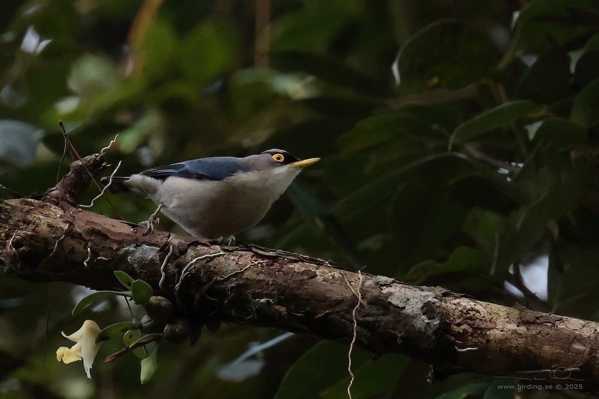 Yellow-billed Nuthatch - ML629761824