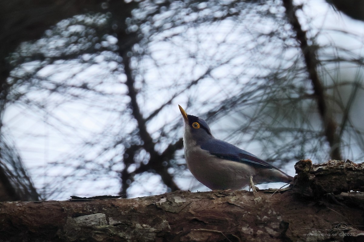 Yellow-billed Nuthatch - ML629761825