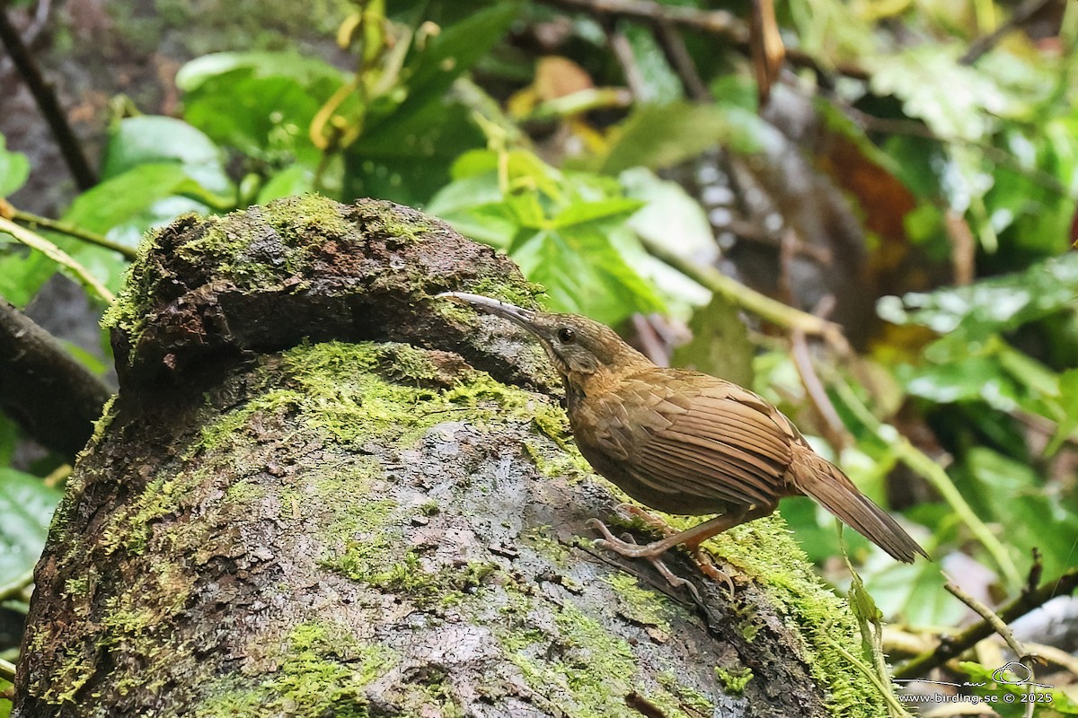 Short-tailed Scimitar-Babbler - ML629761922