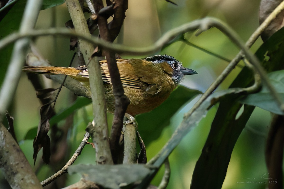 Gray-throated Babbler - ML629762040