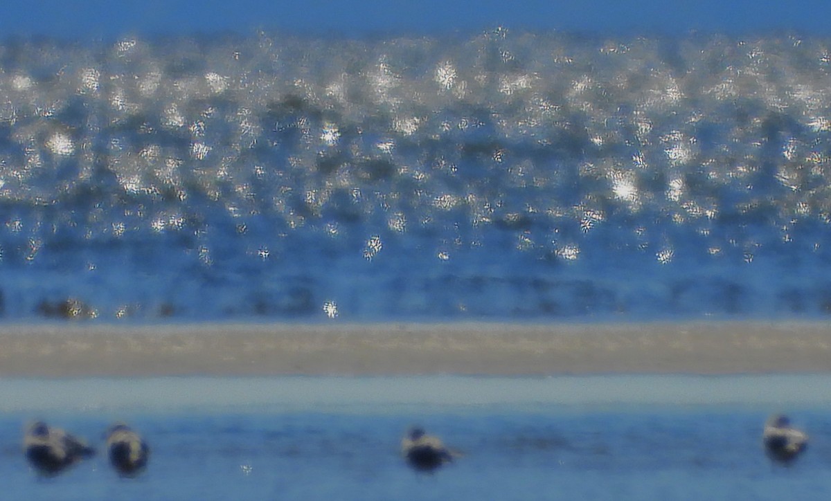 American Herring Gull - ML629762210