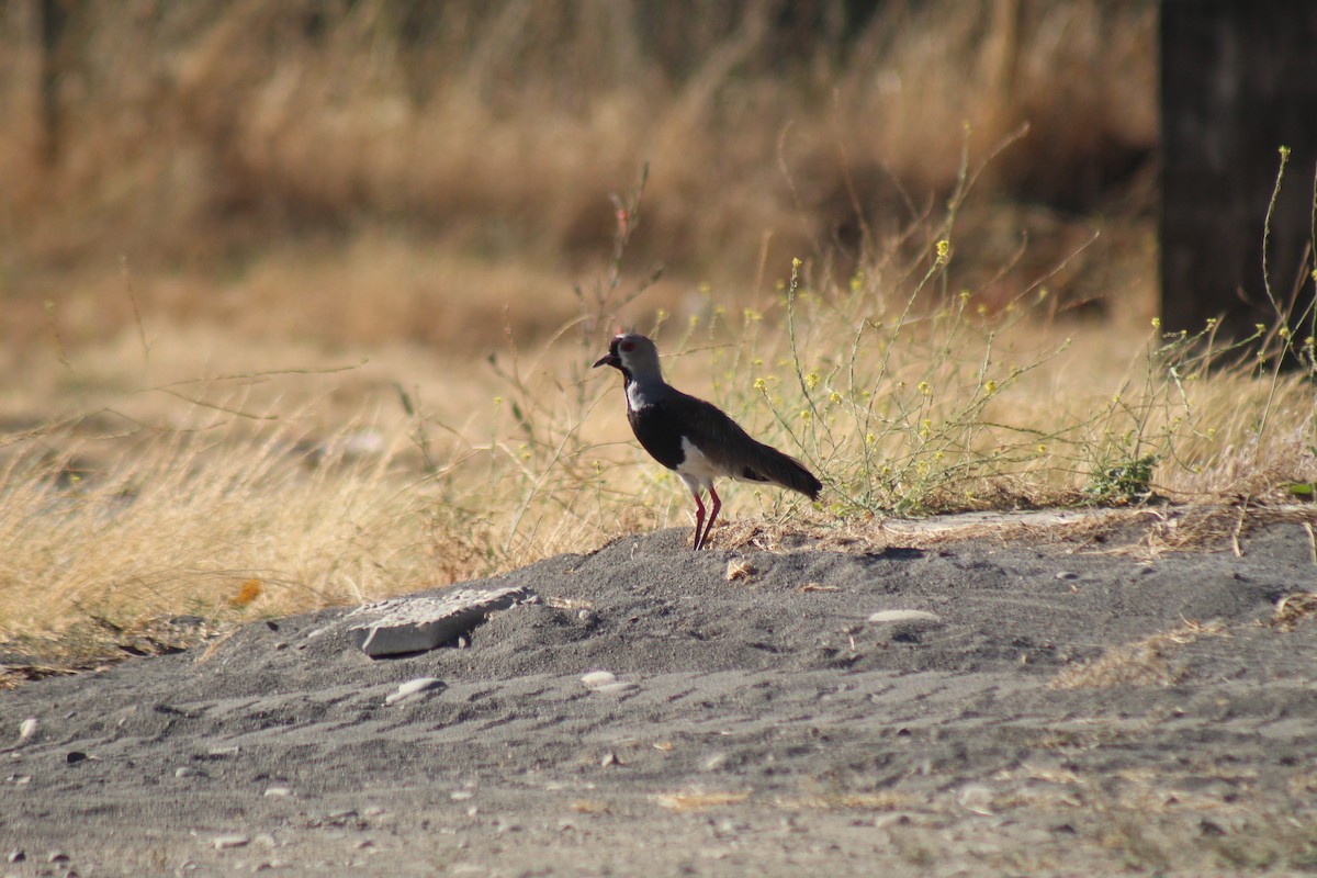 Southern Lapwing - ML629762365