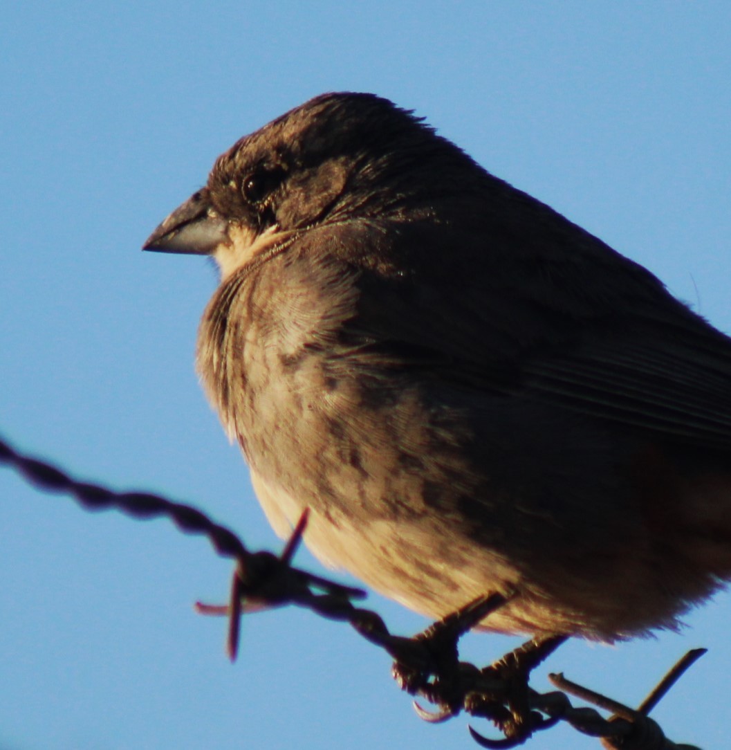 Diuca Finch - ML629762379