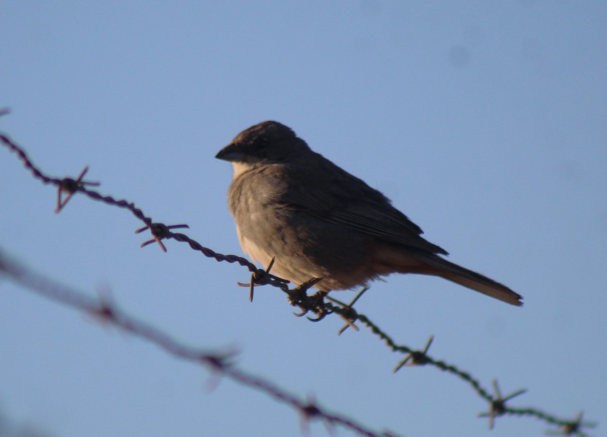 Diuca Finch - ML629762380