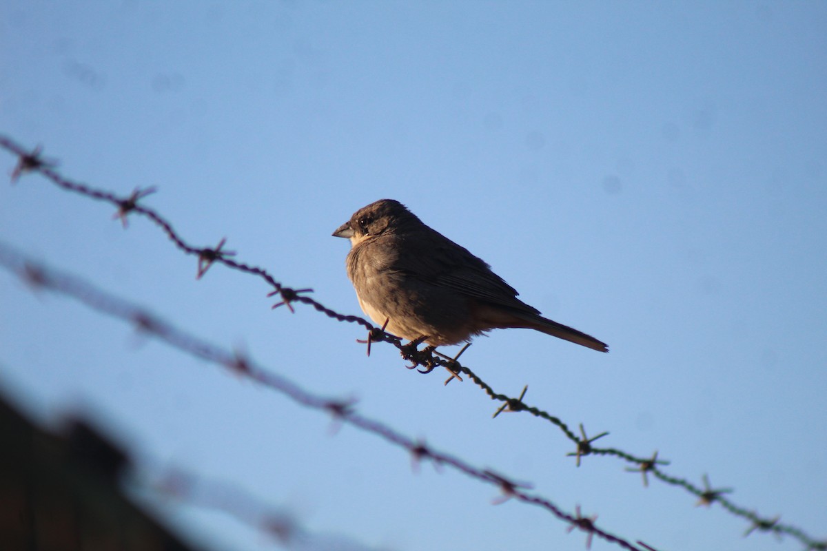 Diuca Finch - ML629762381