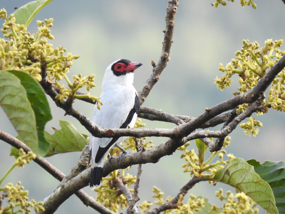 Masked Tityra - ML629762394