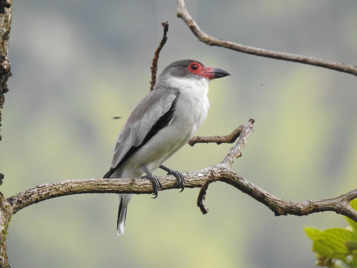 Masked Tityra - ML629762413