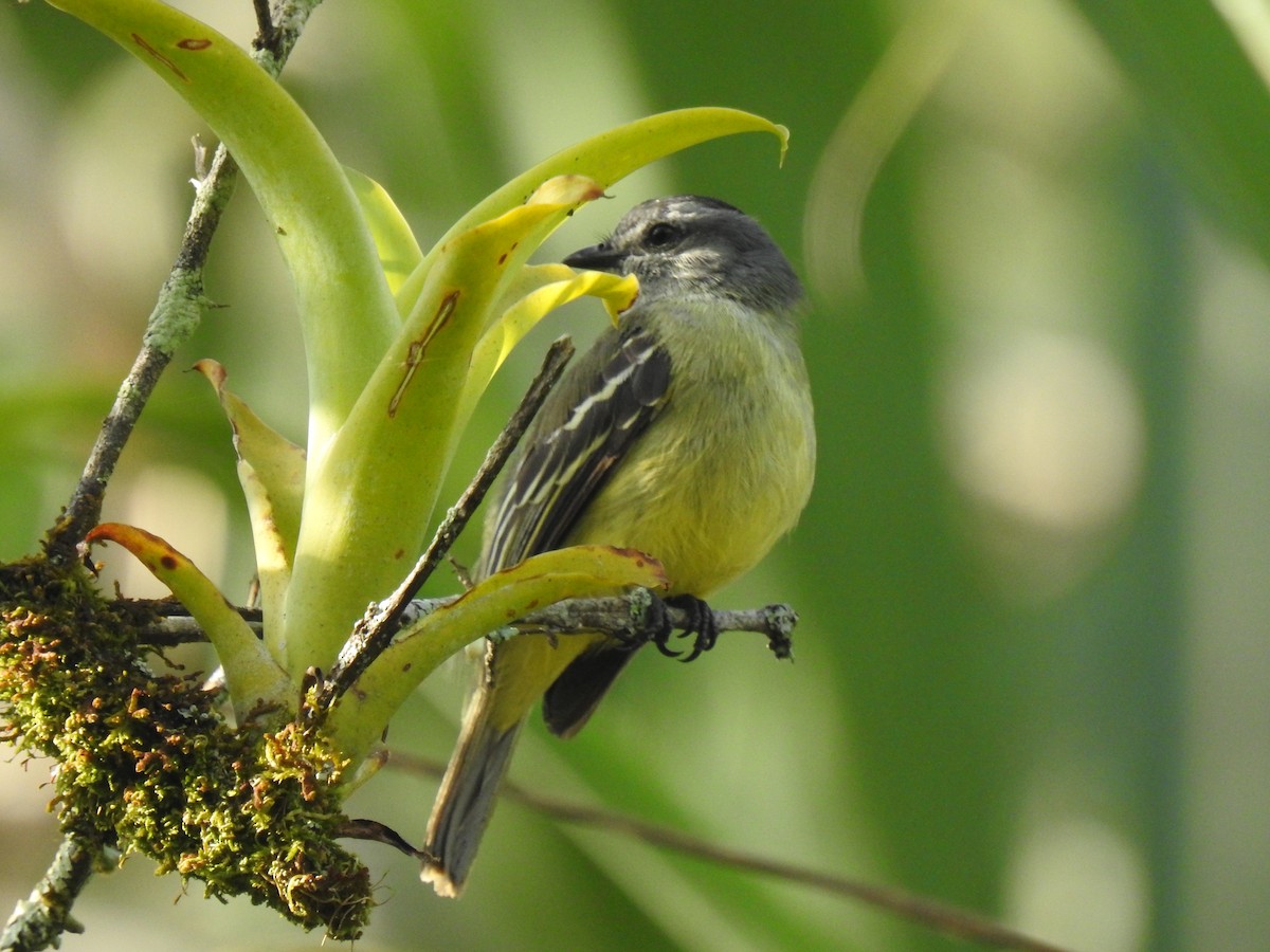 Yellow-crowned Tyrannulet - ML629762496