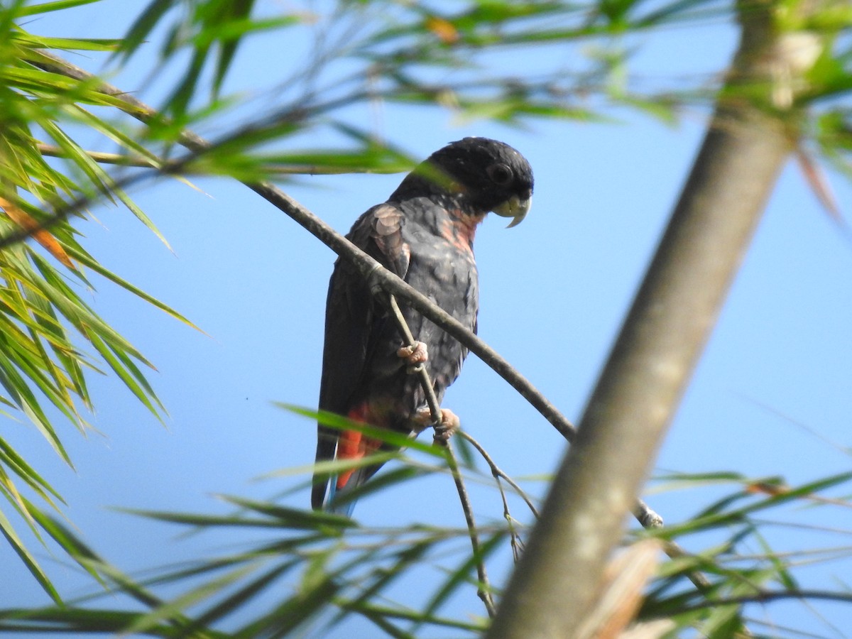 Bronze-winged Parrot - ML629762562