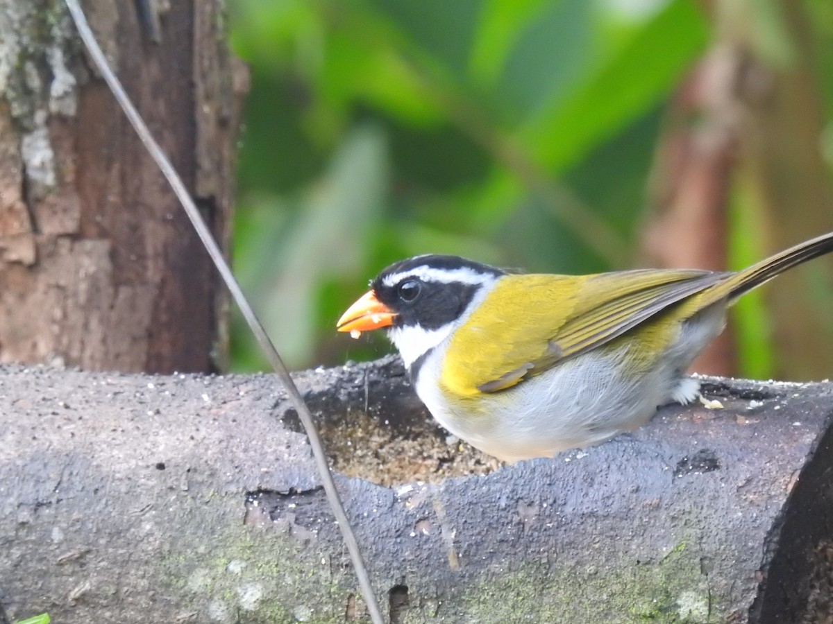 Orange-billed Sparrow - ML629762607