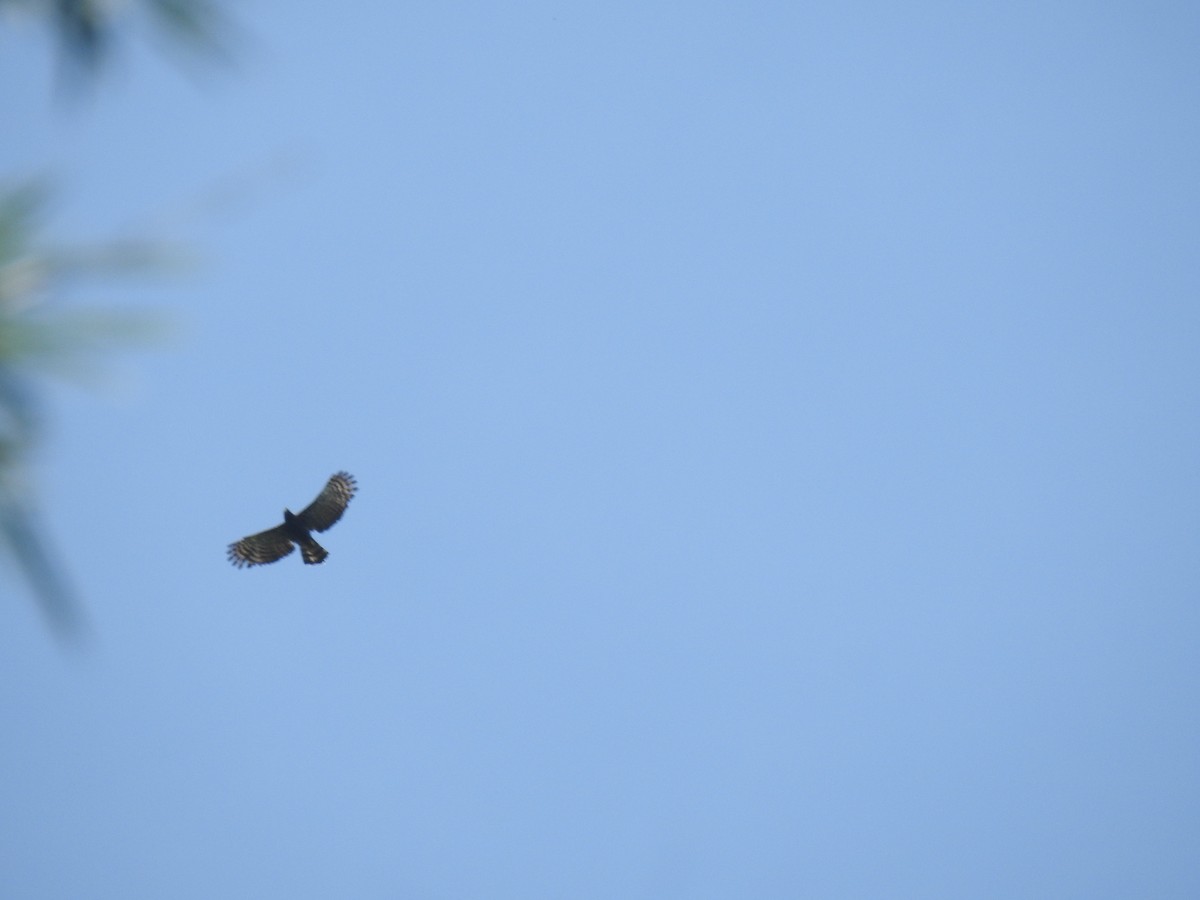 Black Hawk-Eagle - ML629762644