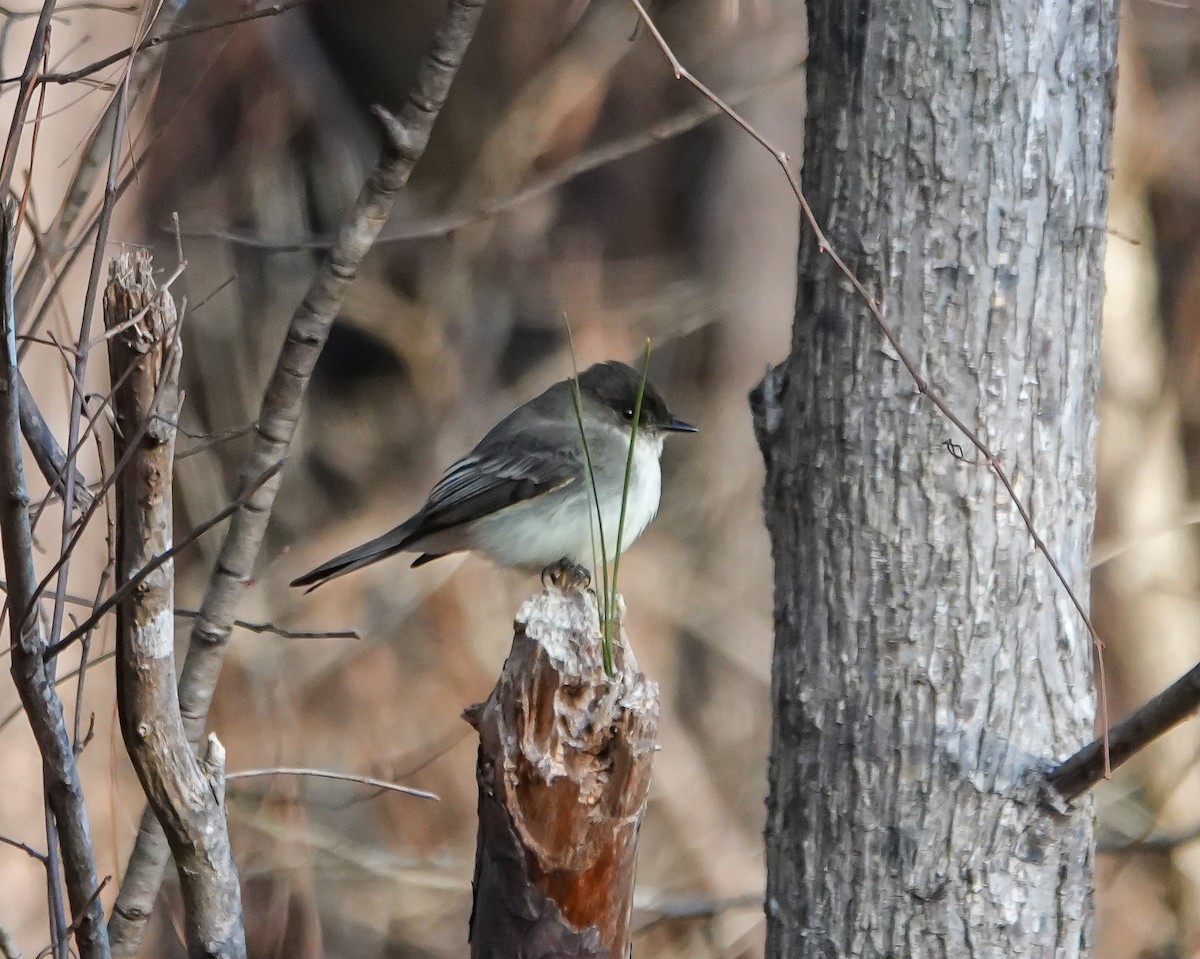 Eastern Phoebe - ML629762691